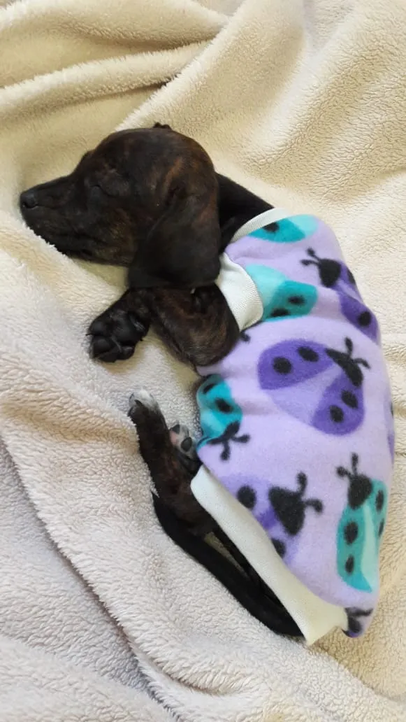 Cachorro ra a SRD idade 2 a 6 meses nome Amora