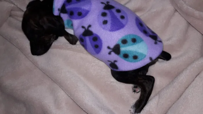 Cachorro ra a SRD idade 2 a 6 meses nome Amora
