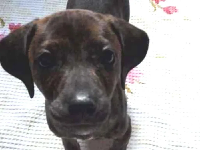 Cachorro ra a SRD idade 2 a 6 meses nome Amora