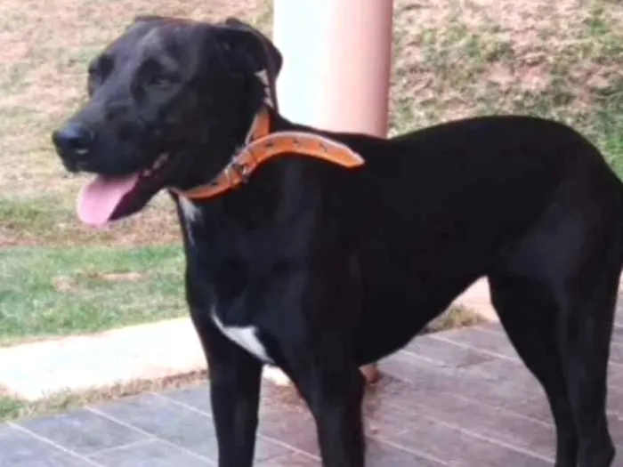 Cachorro ra a SRD idade 1 ano nome Bia 