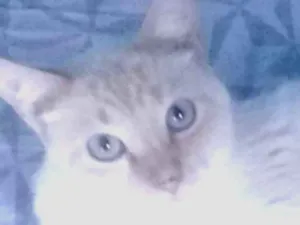 Gato raça  idade 3 anos nome Mingau