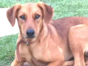 Cachorro raça SRD idade 1 ano nome Dandara 