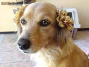 Cachorro raça  idade 5 anos nome Princesa
