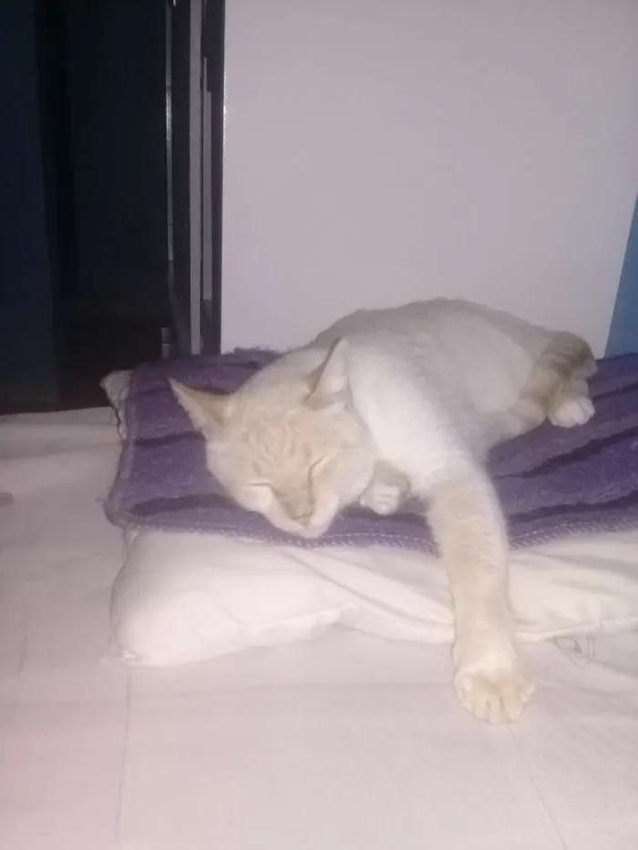 Gato ra a  idade 3 anos nome Mingau