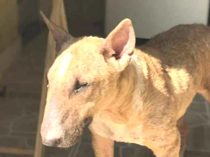 Cachorro ra a Bullterrier  idade 5 anos nome Amarela