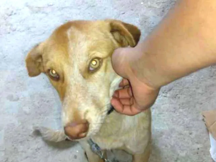 Cachorro ra a Sem raça idade 2 a 6 meses nome Kadu