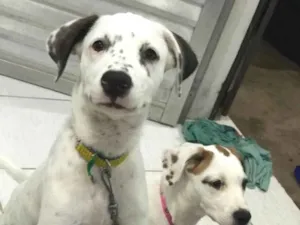 Cachorro raça Vira-lata com box  idade 2 a 6 meses nome Alita e lila 