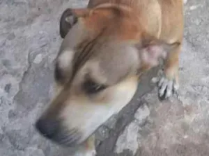 Cachorro raça Mistura de pitubul com pastor  idade 1 ano nome Thor