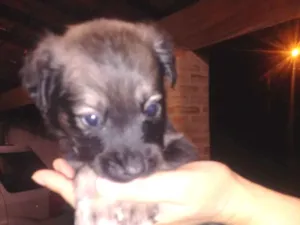 Cachorro raça Pastor alemão idade Abaixo de 2 meses nome Sem nome