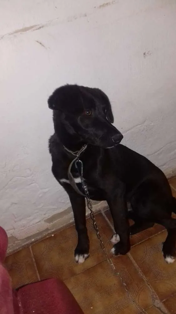 Cachorro ra a Labrador idade 7 a 11 meses nome Duke 