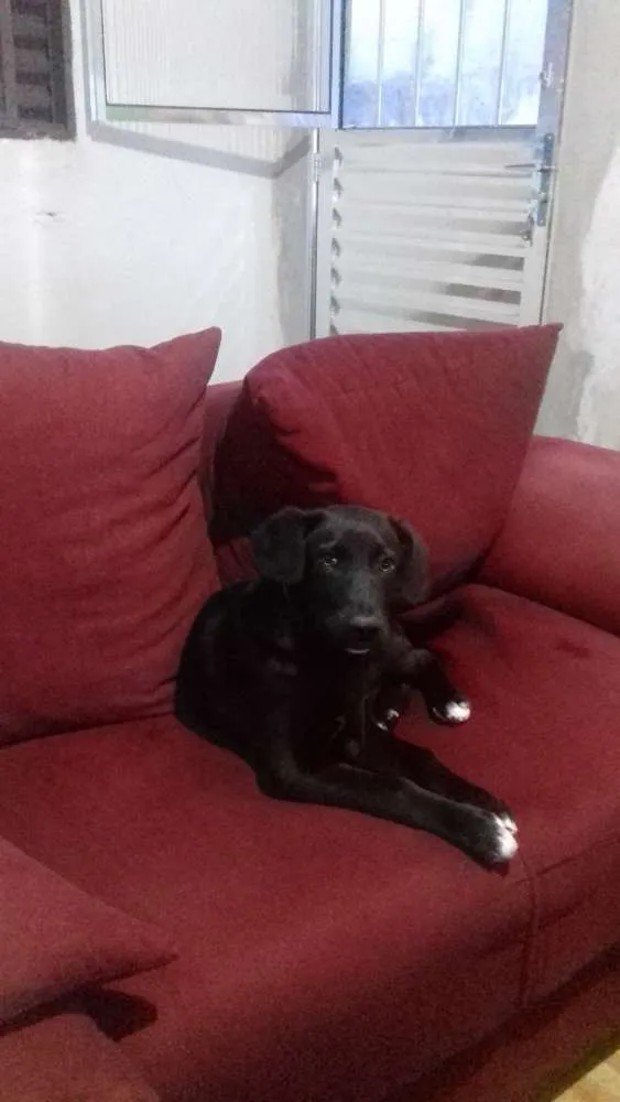 Cachorro ra a Labrador idade 7 a 11 meses nome Duke 