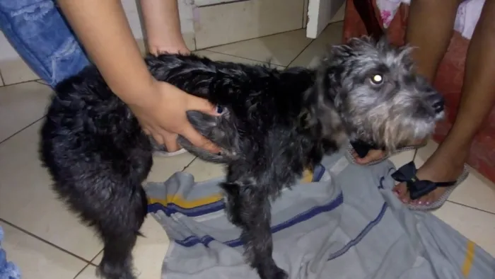 Cachorro ra a srd idade 7 a 11 meses nome sofhy
