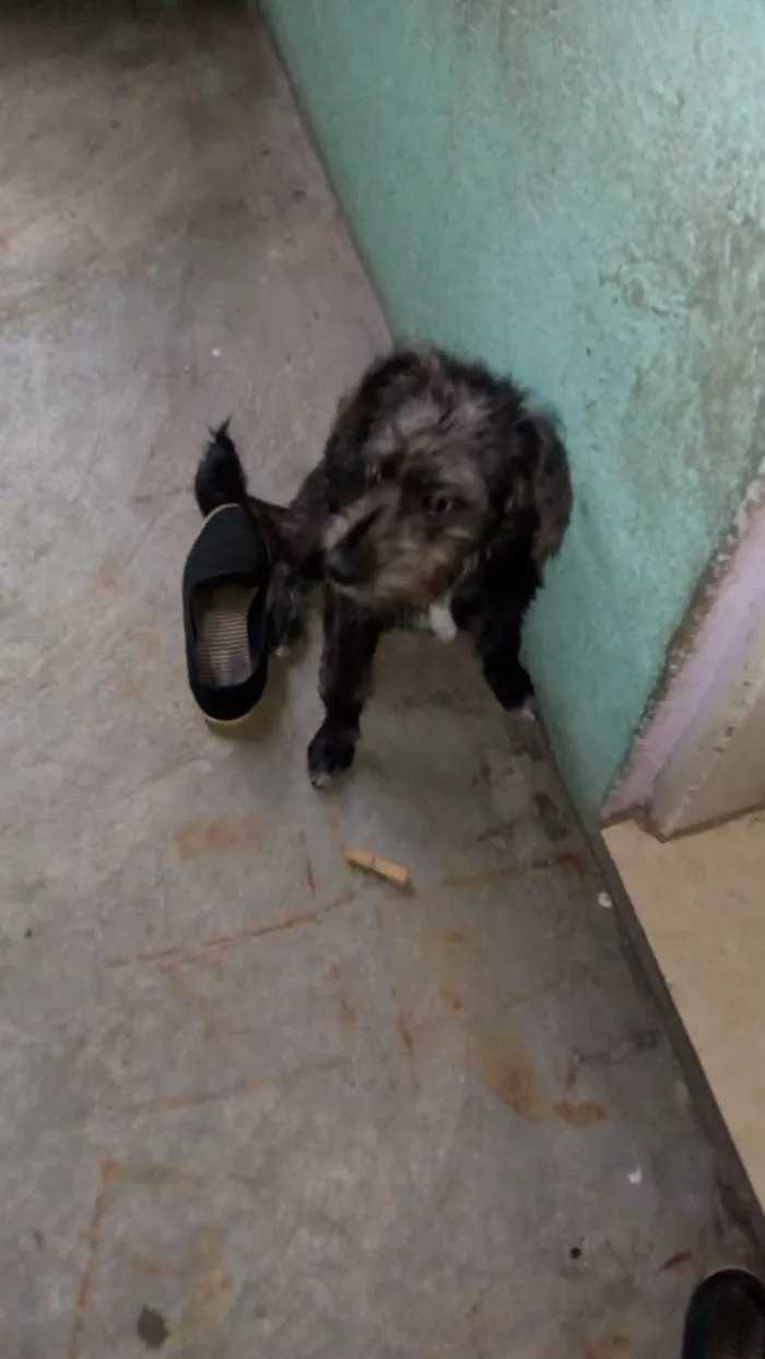 Cachorro ra a srd idade 7 a 11 meses nome sofhy