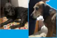 Cachorro raça srd idade 6 ou mais anos nome família