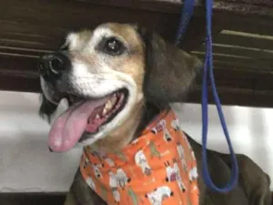 Cachorro raça srd idade 6 ou mais anos nome família