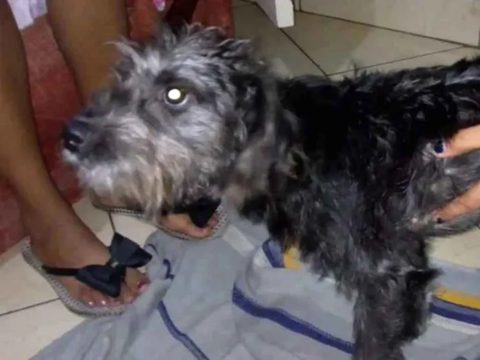 Cachorro ra a srd idade 7 a 11 meses nome sofhy