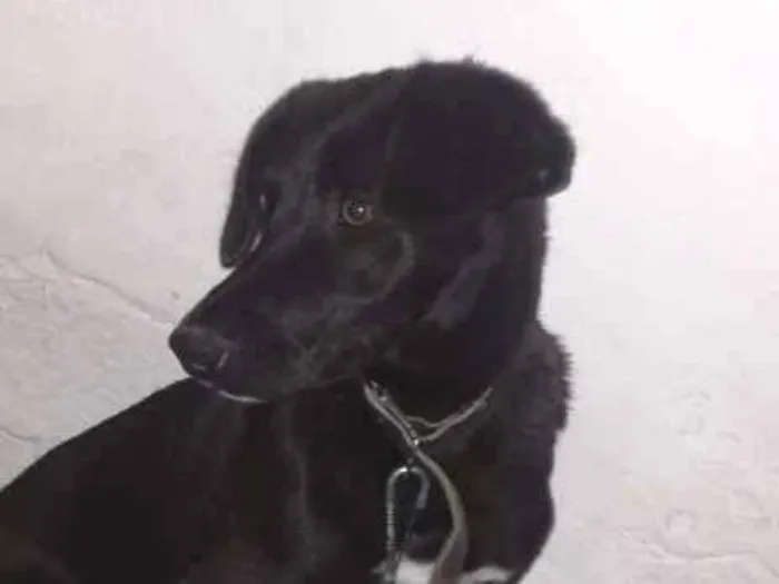 Cachorro ra a Labrador idade 7 a 11 meses nome Duke 