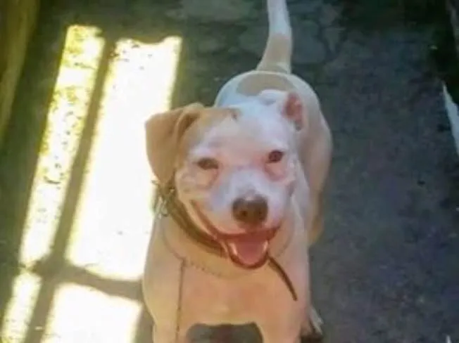 Cachorro ra a Pitbull  idade 3 anos nome Aruk 