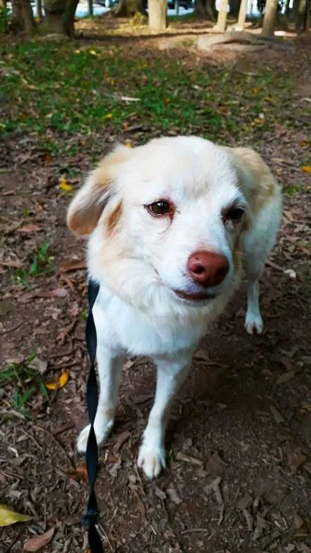 Cachorro ra a srd idade 2 anos nome SHAKIRA