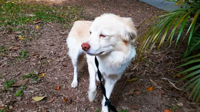 Cachorro ra a srd idade 2 anos nome SHAKIRA