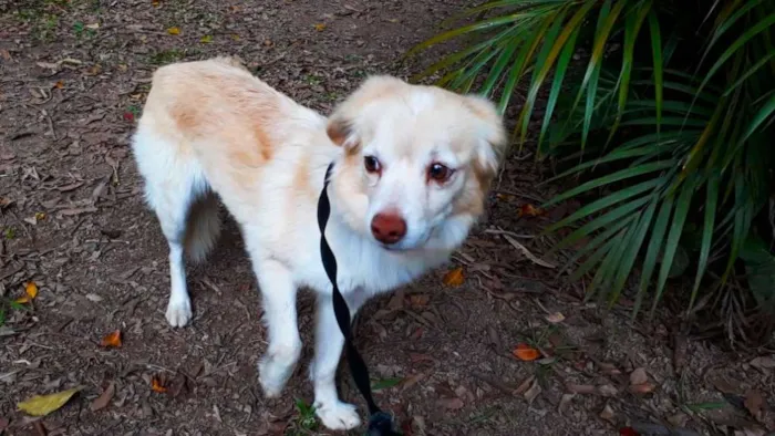 Cachorro ra a srd idade 2 anos nome SHAKIRA