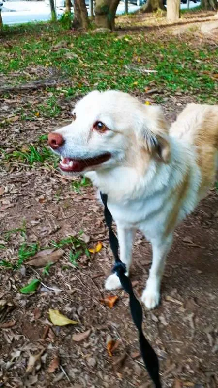 Cachorro ra a srd idade 2 anos nome SHAKIRA