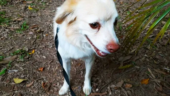 Cachorro ra a srd idade 2 anos nome SHAKIRA