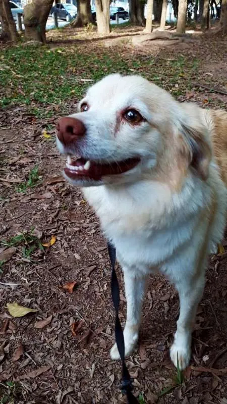 Cachorro ra a srd idade 2 anos nome SHAKIRA