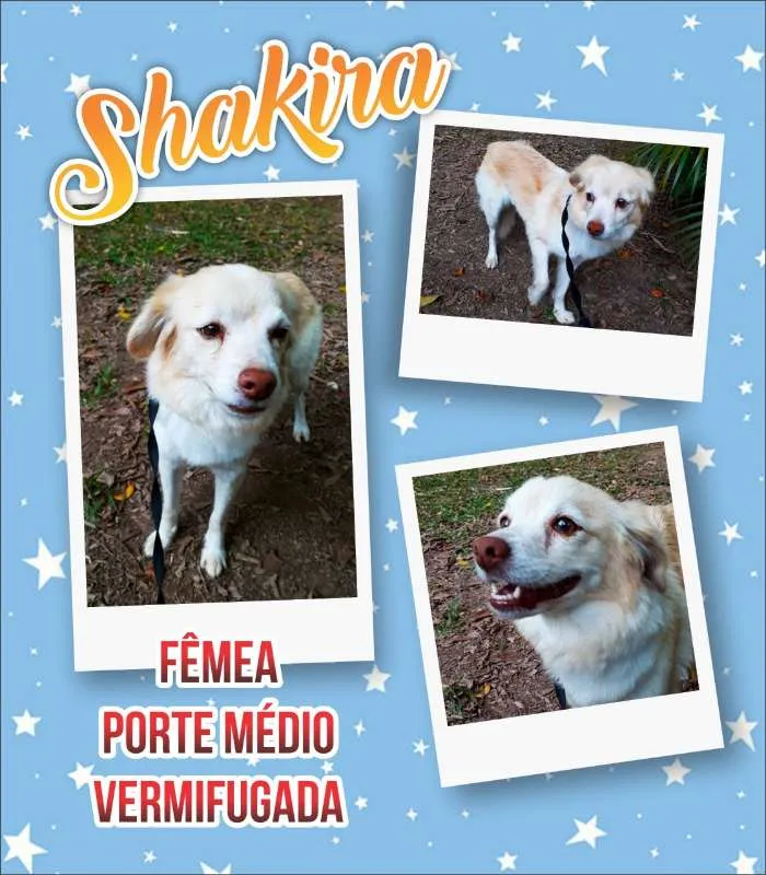 Cachorro ra a srd idade 2 anos nome SHAKIRA