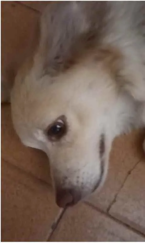 Cachorro ra a srd idade 2 anos nome SHAKIRA