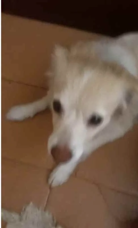 Cachorro ra a srd idade 2 anos nome SHAKIRA