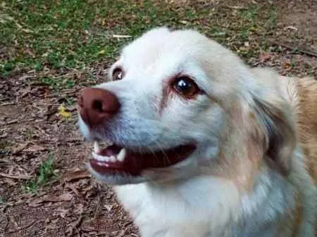 Cachorro ra a srd idade 2 anos nome SHAKIRA