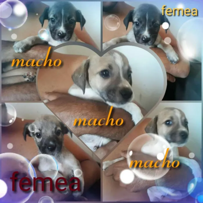 Cachorro raça Vira lata idade 2 a 6 meses nome Sem nome