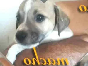 Cachorro raça Vira lata idade 2 a 6 meses nome Sem nome