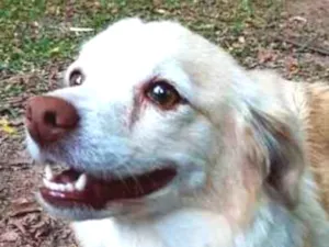 Cachorro raça srd idade 2 anos nome SHAKIRA