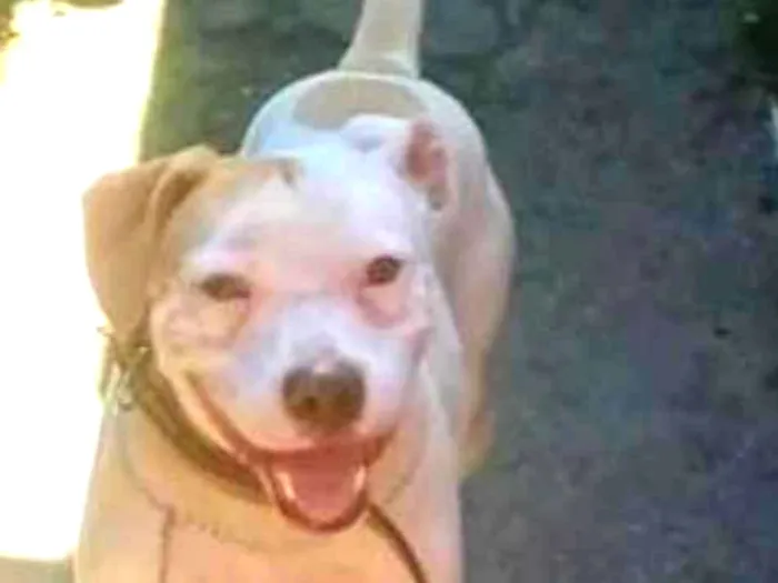 Cachorro ra a Pitbull  idade 3 anos nome Aruk 