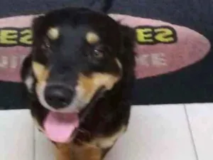 Cachorro raça Srd idade 2 anos nome Caio