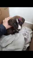 Mel