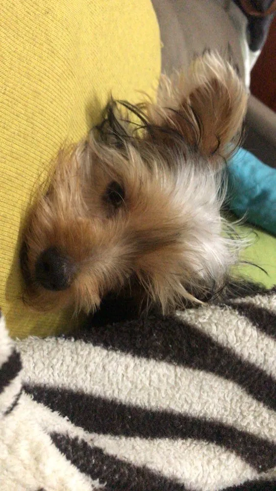 Cachorro ra a Yorkshire idade 2 a 6 meses nome Will