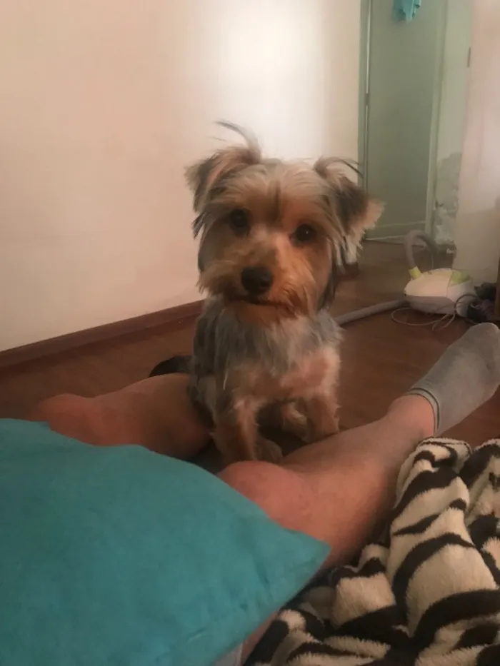Cachorro ra a Yorkshire idade 2 a 6 meses nome Will