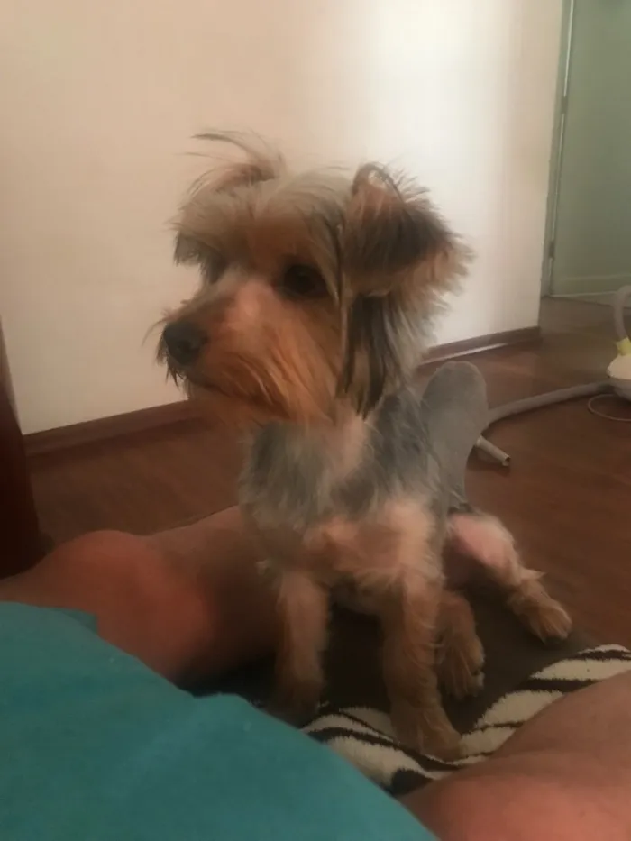 Cachorro ra a Yorkshire idade 2 a 6 meses nome Will