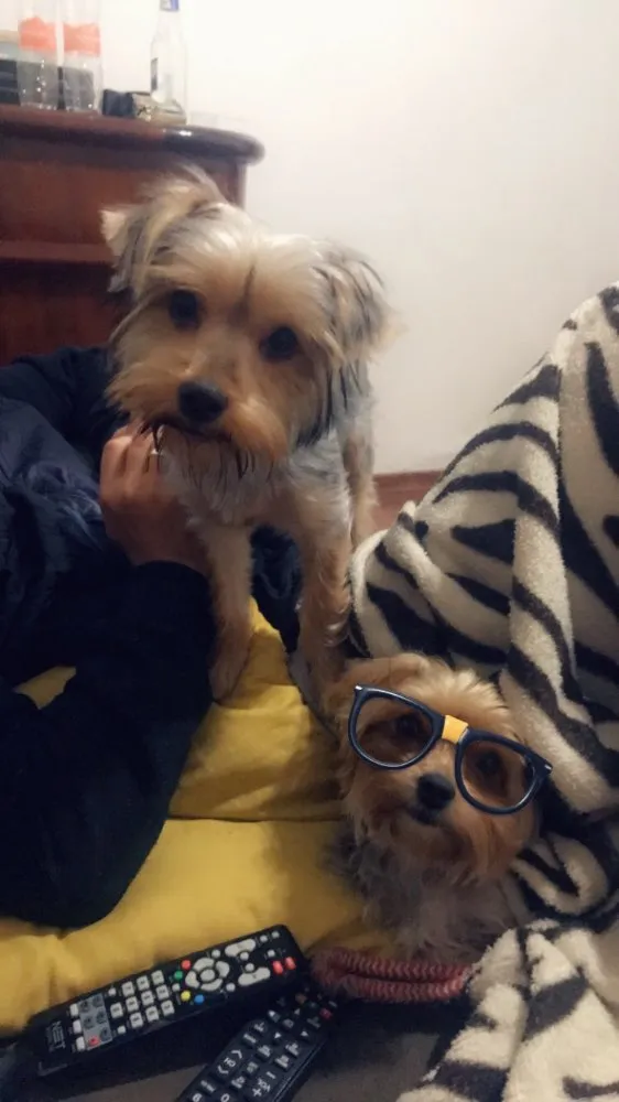 Cachorro ra a Yorkshire idade 2 a 6 meses nome Will