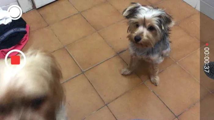 Cachorro ra a Yorkshire idade 2 a 6 meses nome Will