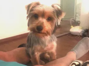 Cachorro raça Yorkshire idade 2 a 6 meses nome Will