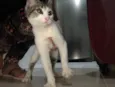 Bibi