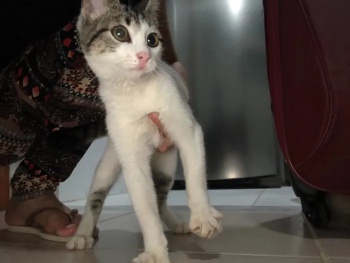 Gato ra a  idade 2 a 6 meses nome Bibi