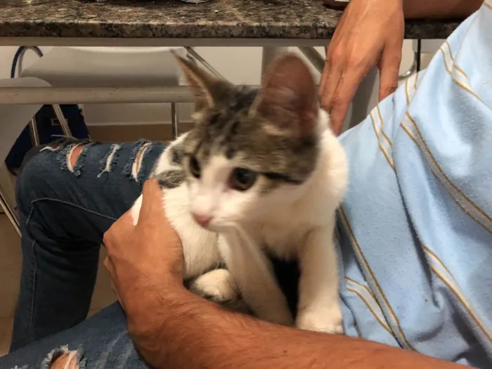 Gato ra a  idade 2 a 6 meses nome Bibi