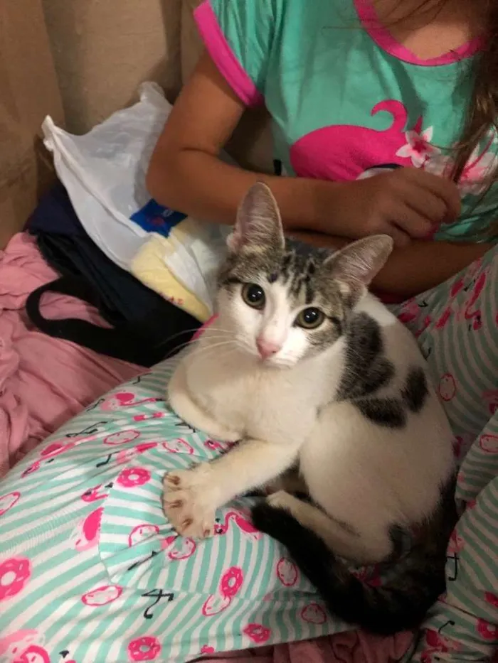 Gato ra a  idade 2 a 6 meses nome Bibi