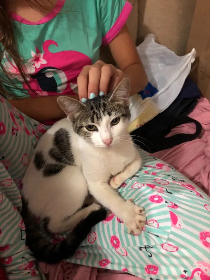 Gato ra a  idade 2 a 6 meses nome Bibi