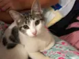 Bibi